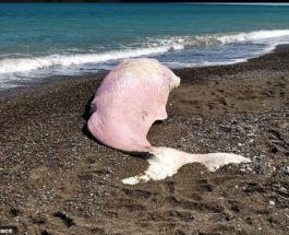 пластик в животе кита
