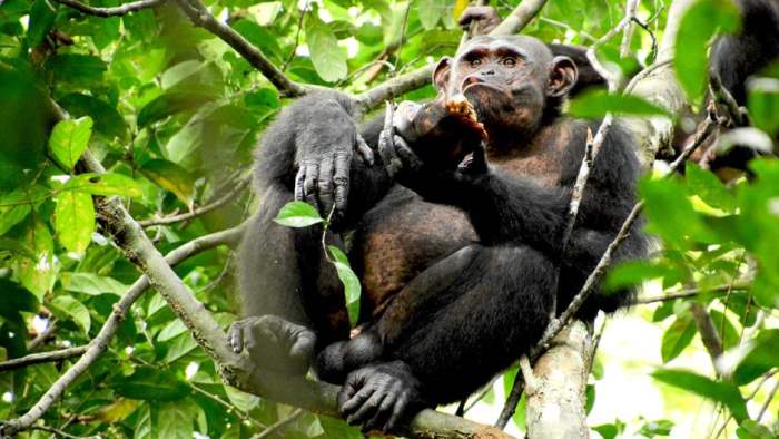 шимпанзе начали есть черепа