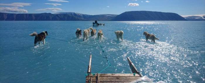 Гренландия собаки тонут