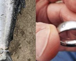 рыба с кольцом