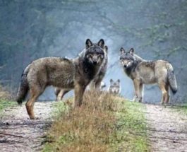 дикие волки