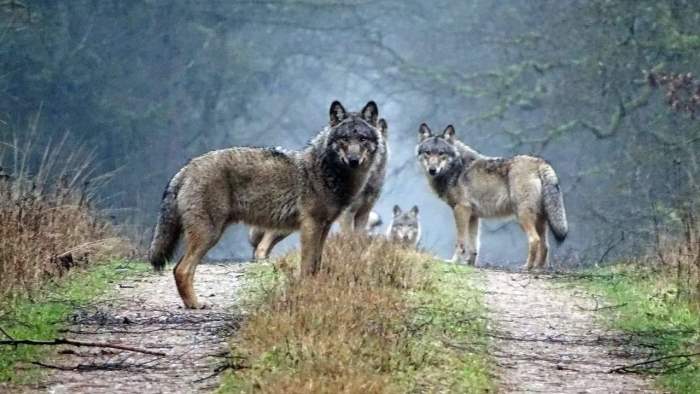 дикие волки