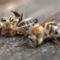мертвые пчелы в Калифорнии