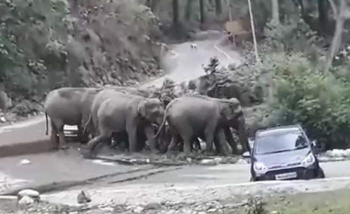 слоны и машины
