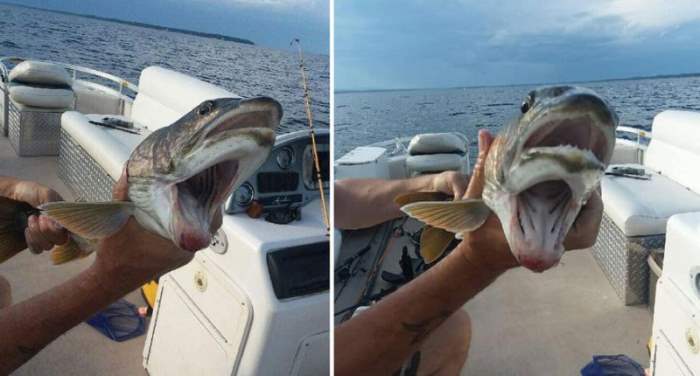 Женщина поймала рыбу с двумя ртами