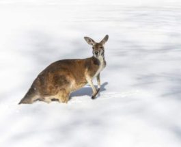 снег австралия кенгуру