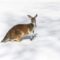 снег австралия кенгуру