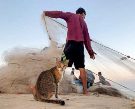 Кошка смотрит, как палестинский рыбак тянет сеть