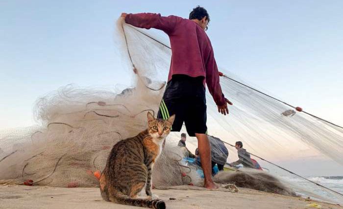 Кошка смотрит, как палестинский рыбак тянет сеть