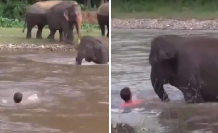слоненок река человек