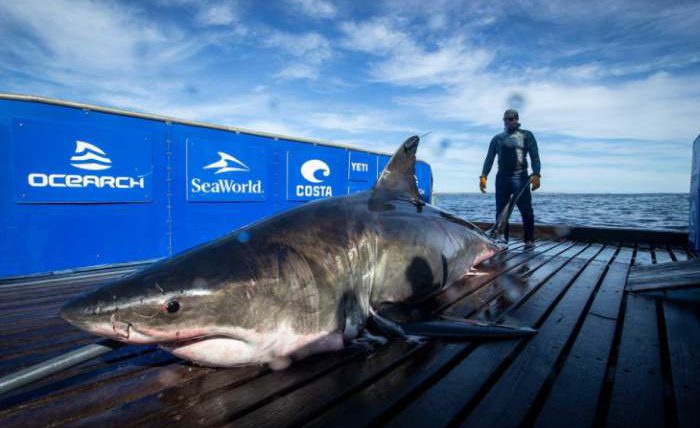5-метровая самка акулы