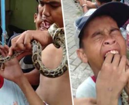 змея в индонезии