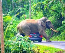 слон машина туристы