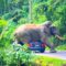 слон машина туристы