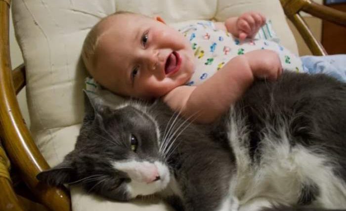 кошка и ребенок