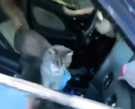 кошки в машине