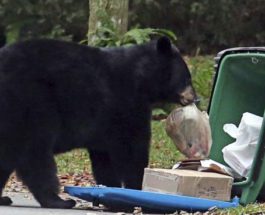 медведи мусорные баки