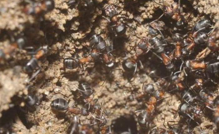 муравьи каннибалы