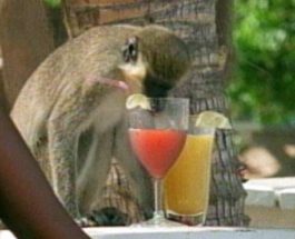 пьяные обезьяны