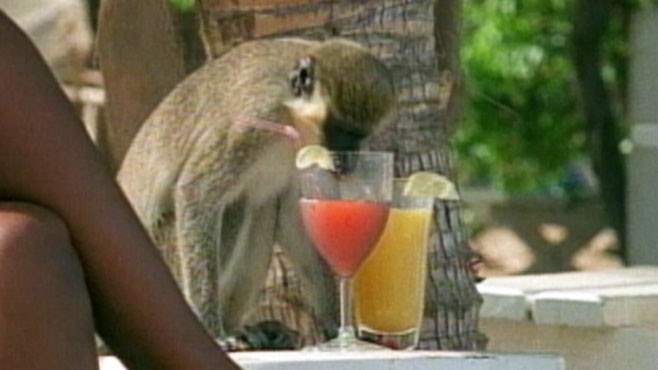пьяные обезьяны