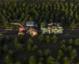 Рабочие загружают елки в Кент