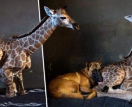 жираф и собака