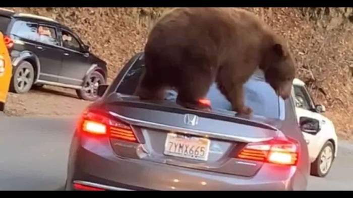 медведь на авто