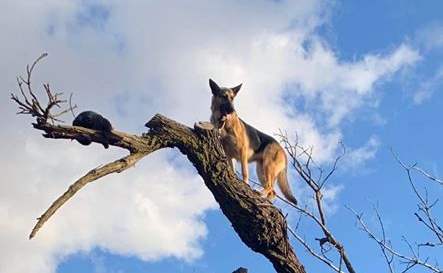 собака на дереве