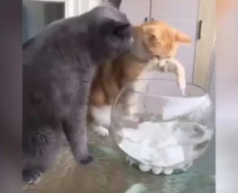 кот и рыбка