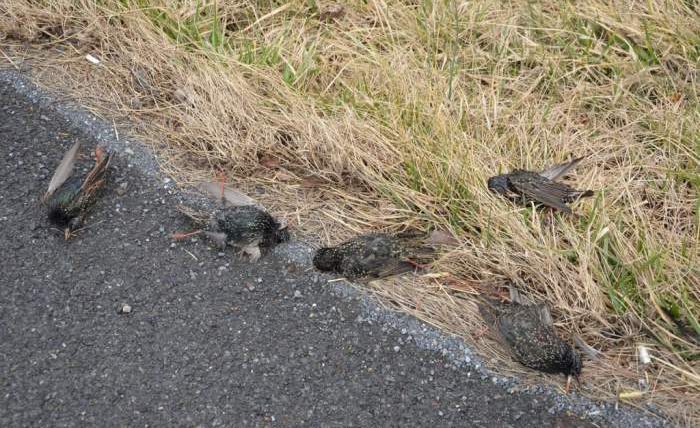 100 птиц упали замертво с неба в Пенсильвании