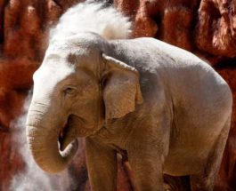 Азиатский слон «Тромпита»