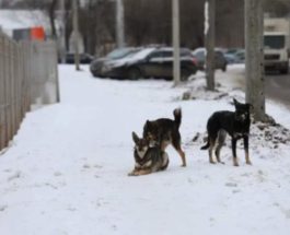 Красноярск,собаки,убийство