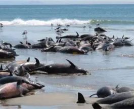 86 мертвых дельфинов