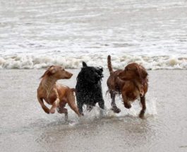 Собаки наслаждаются ветреной погодой