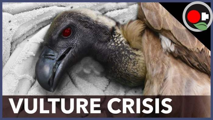 вымирание птиц