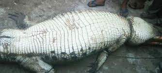 крокодил суматра