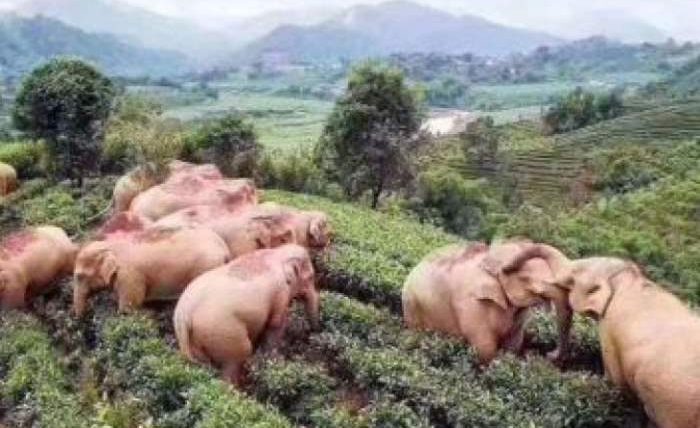 слоны Китай