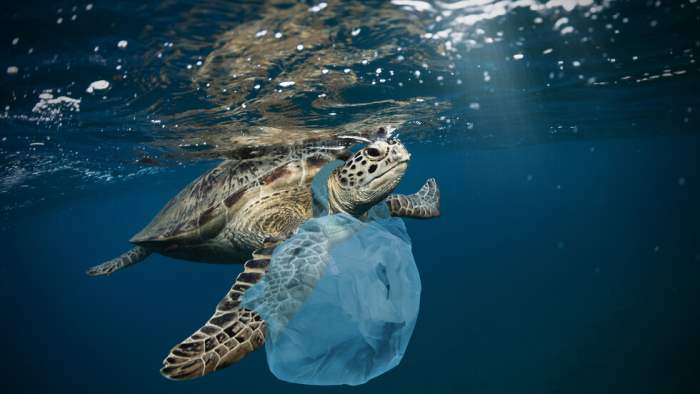 черепаха пластик