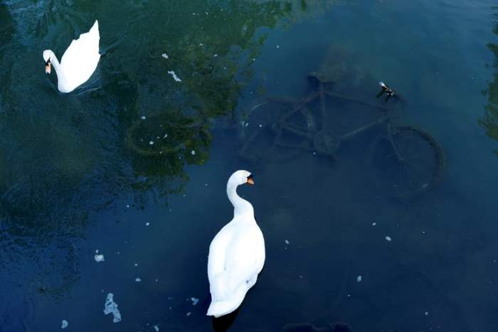 Лебедей можно увидеть у затонувшего велосипеда