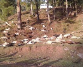 Более 100 овец и коз были убиты