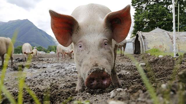 В США душат свиней газом