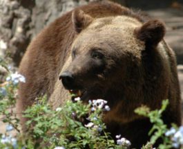 Медведь вырыл свежую могилу в Тынде