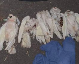 мертвые попугаи Австралия