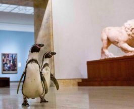 музей пингвины