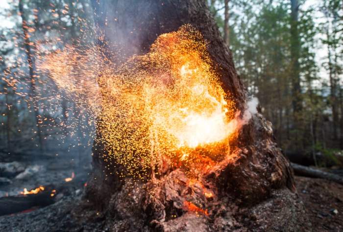 В лесном пожаре в республике Саха горит дерево