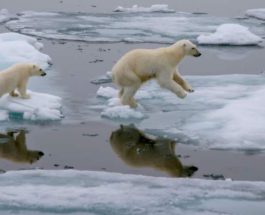 северный полюс медведи