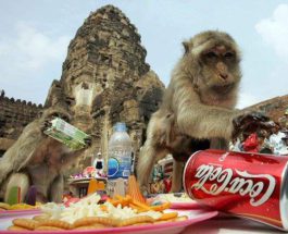 Лоп Бури обезьяны Таиланд