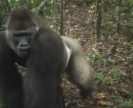 Редкие гориллы в Нигерии