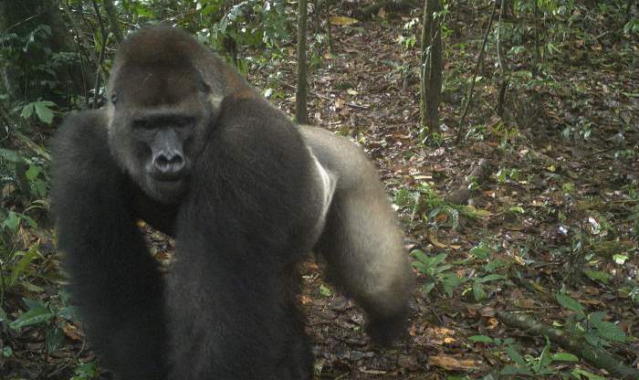 Редкие гориллы в Нигерии