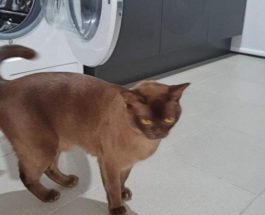 бирманская кошка